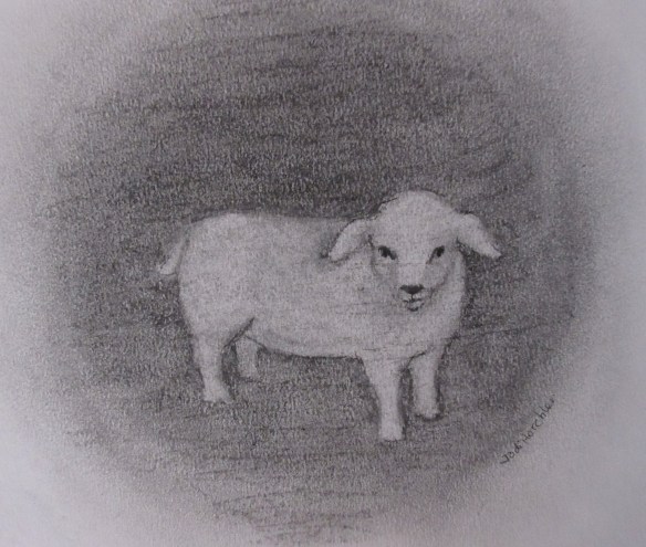 sheep 012